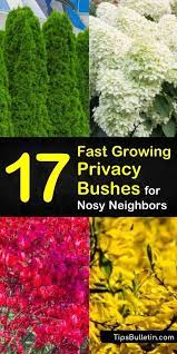 Bushes And Shrubs Privacy Landscaping