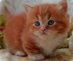 Buy and sell munchkins kittens & cats uk with freeads classifieds. Cats For Sale In Iowa Munchkin Persian Napoleon Picket Fence Munchkins Cats Munchkin Cat Persian Cat