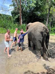 Po Ngern Elephant Family | Chiang Mai