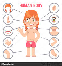 Girl Body Parts Human Child With Eye Nose And Chest Head