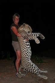 leopard hunt gallery brian van blerk