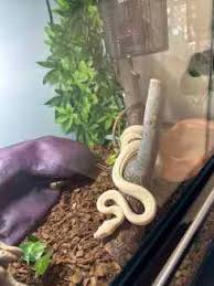albino python in adelaide region sa