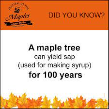 maple fun facts festival of the maples