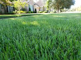 It can easily be unrolled and pieced together to completely cover an empty area. Sod Grass For Sale Delivery In Mississippi Mississippi Sod Sod Grass Delivery In Mississippi