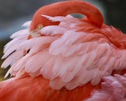 Flamingo Gardens Fort Lauderdale