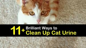 11 brilliant ways to clean up cat urine