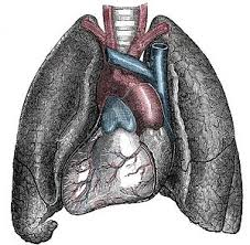 They also have a role in ventilation; Situs Inversus Wikipedia