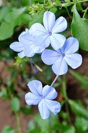 blue flower plant flowers flower