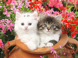 two cute cats wallpaper hd wallpaper