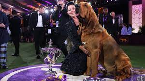 Who won the Westminster Dog Show in ...
