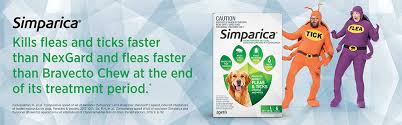 Simparica Works Fast And Lasts Zoetis
