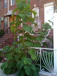 Magic Beans Take Root On East 19 St