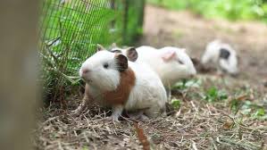 Guinea Pig Running Images Browse 246