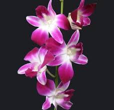 The severity of the symptoms will depend on the size of your kitty, its body mass, the type of fertilizer you have used, and the amount of plant it has eaten. Are Orchids Poisonous To Cats Orchids Purple Orchids Dendrobium Orchids Orchid Flower