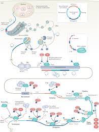 targeting transcription cycles in