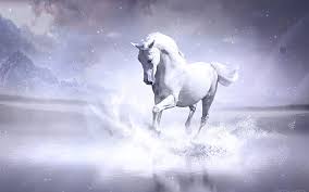 White Horse White Horse Animals Hd