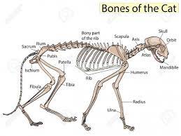 Learn vocabulary, terms and more with flashcards, games and other study tools. Cat Skeleton Diagram Cat Skeleton Cat Anatomy Cats