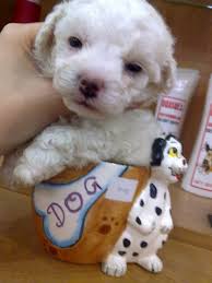 toy poodle puppies dog kennel