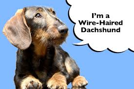wire haired dachshund complete guide