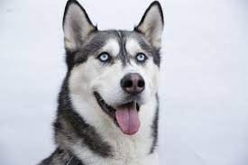 14 dog breeds with blue eyes