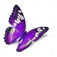 Maybe you would like to learn more about one of these? Beautiful Purple Butterfly Flying Isolated On White Background Stock Photo Picture And Royalty Free Image Image 28452787