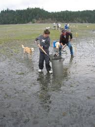 Dig For Your Dinner The Ultimate Northwest Family Clamming