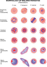 Pathogenic Parasites Sherris Medical Microbiology 6e