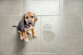 how to clean pet stains on floors top