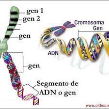 Qué es un gen? | Genetica Mexico Wiki | Fandom