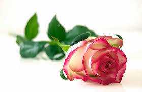 health benefits of rose flower that