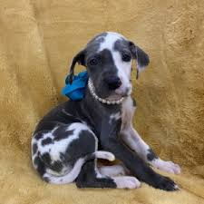 A great dane gave birth to 19 healthy puppies saturday morning in arizona, with a little help from an animal hospital. Beautiful Great Dane Puppy 630408 Puppyspot