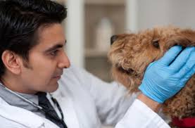 I am extremely disappointed about my experience with the clovis banfield pet hospital on shaw ave. Veterinarian Career Rankings Salary Reviews And Advice Us News Best Jobs
