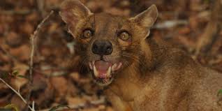 Image result for Fossa