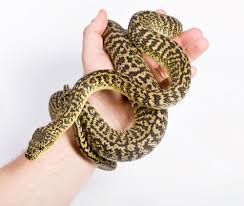 irian jaya carpet python in hand