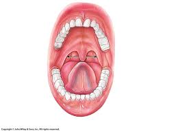extra anatomy prac 2 mouth anatomy