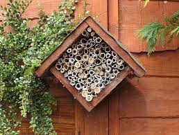 How To Support Mason Bees Year Round