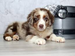 These adorable pups are available for adoption in columbus, ohio. Australian Shepherd Dog Male Red Merle 3142024 Petland Lewis Center