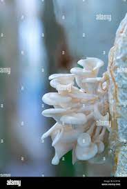 The beauty of abalone mushroom growing in the farm. This is a way to grow  mushrooms almost like nature for good nutritional quality for human health  Stock Photo - Alamy