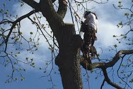 tree climber wanted for the love of trees