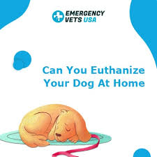 At home euthanasia services include: Can You Euthanize Your Own Dog At Home Should You Use Your Vet