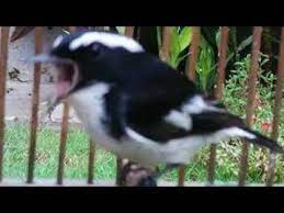 Suara burung decu jantan dan betina ngerol panjang trotol kembang mini di alam liar mp3. Pancingan Burung Decu Kembang Youtube