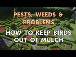 How To Keep Birds Out Of Mulch