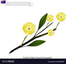 national flower of australia vector image