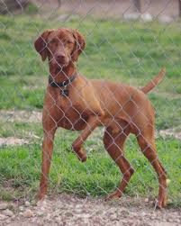 Earn points & unlock badges learning, sharing & helping adopt. Vizsla Rescue Of Texas Home Facebook