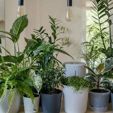 The Best Vastu Plants To Grow At Home