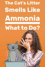 the cat s litter smells like ammonia