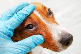 dog eye infections causes treatments