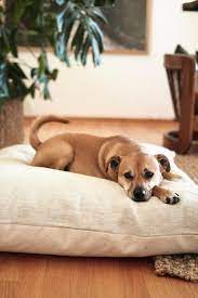 Eco Friendly Dog Beds Your Sustainable