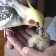 Breeding Cockatiels Candled Eggs Assisted Hatches How To