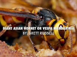 giant asian hornet by brettd russell